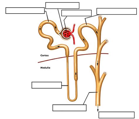 Kidney Nephron Labeled Diagram