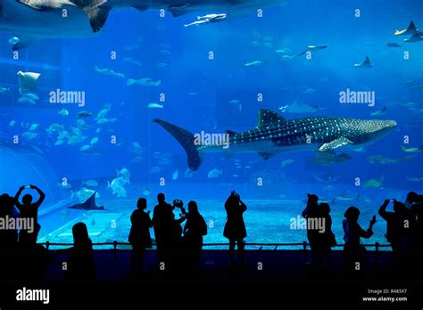 Whale shark at Churaumi aquarium in Okinawa Stock Photo - Alamy