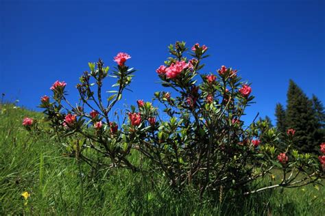 Alpine rose stock image. Image of spring, leaf, alpine - 146182697