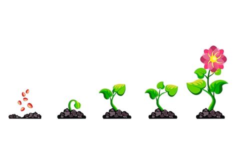 Phases Plant Growing. Royalty Free SVG, Cliparts, Vectors, And - Clip ...