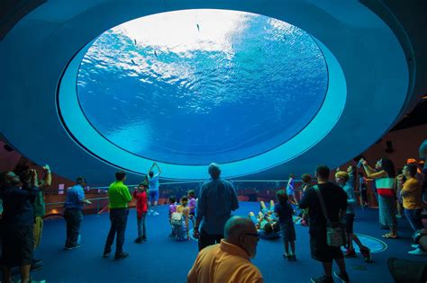 The Oculus-Aquarium | Downtown miami, Museum, Downtown