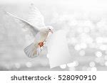 White Dove Free Stock Photo - Public Domain Pictures