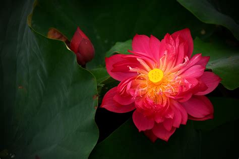 4K, Lotus flower, Closeup, Red, HD Wallpaper | Rare Gallery