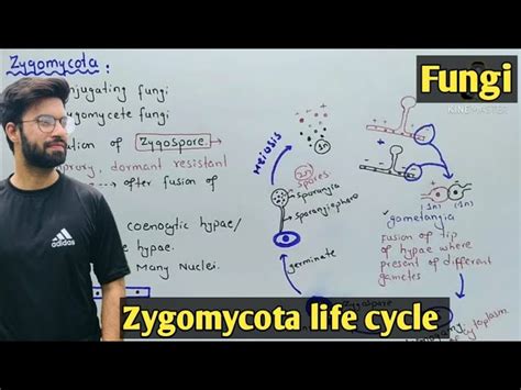 Phylum Zygomycota Life Cycle