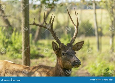 Young Elk of Wapiti Cervus Canadensis in Natuurlijke Habitat Stock Afbeelding - Image of ...