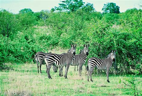 Stock Pictures: Wild Zebras in Ruaha National Park Tanzania