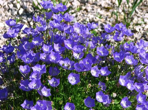 Campanula (Bellflower) – A to Z Flowers