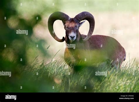 Mouflon (Ovis musimon, Ovis gmelini musimon, Ovis orientalis musimon ...