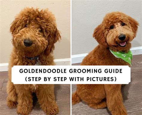 Goldendoodle Haircut Ideas