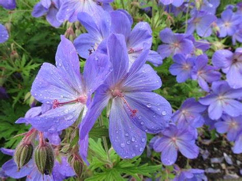 Raindrops on Flowers Photograph by Carol Lund - Fine Art America