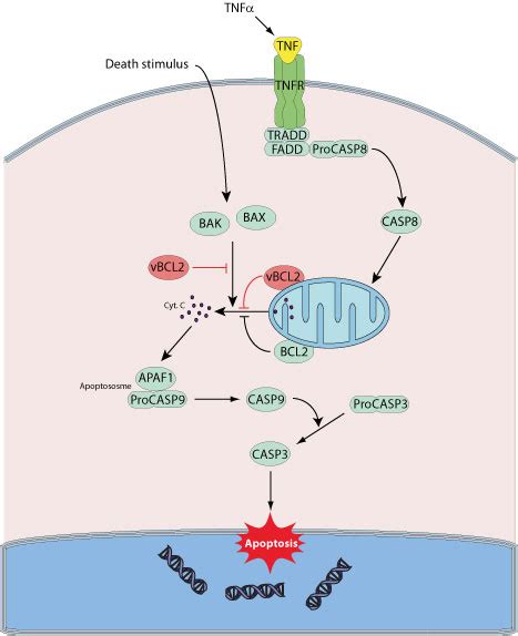 Bcl 2 Pathway