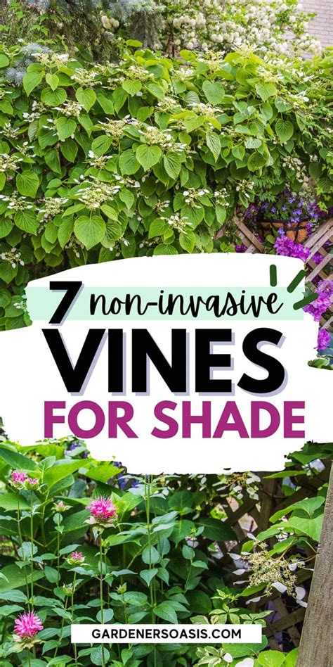 Flowering Vines For Shade (9 Perennial Climbers That Won't Take Over ...