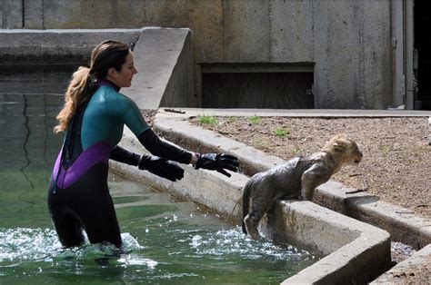 Lion Cubs Swim - WTOP News