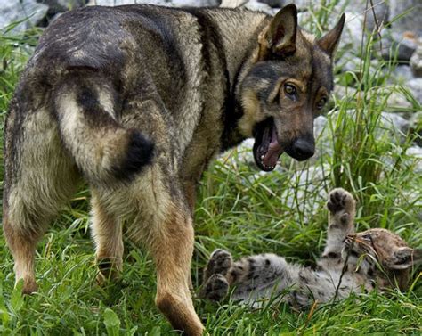 Dog Adopts Three Lynx Cubs (7 pics) - Izismile.com