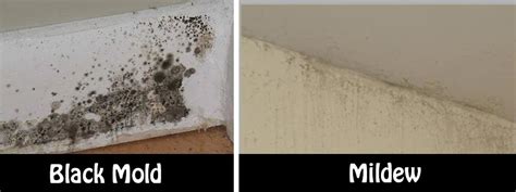 Natural and Simple Solutions to Rid Your Home of Mold and Mildew - Home ...