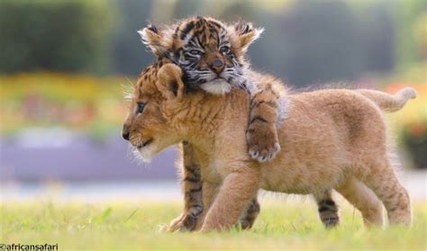 Baby Tiger & Baby Lion Become Besties | All About Japan