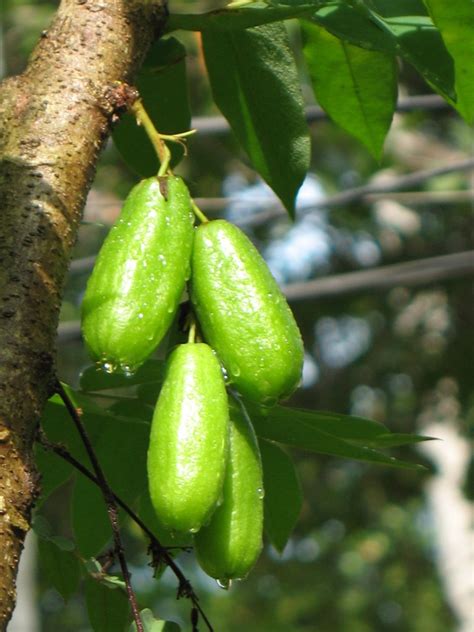 Bilimbi - Nutritional Facts, Health Benefits, Uses and Pictures