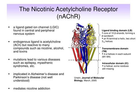 PPT - Molecular Modelling Studies of the Nicotinic Acetylcholine Receptor PowerPoint ...