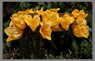 Orange Tulip Tree Flowers-1= | Orange Tulip Tree Flowers | Flickr