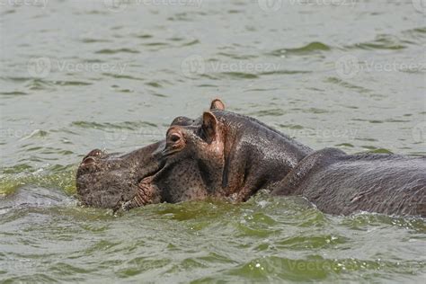 Hippopotamus in the Nile River 5587704 Stock Photo at Vecteezy