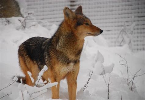 Coydog | Coyote Dog Mix ~ Behavaiour, Info, Sound, Pictures