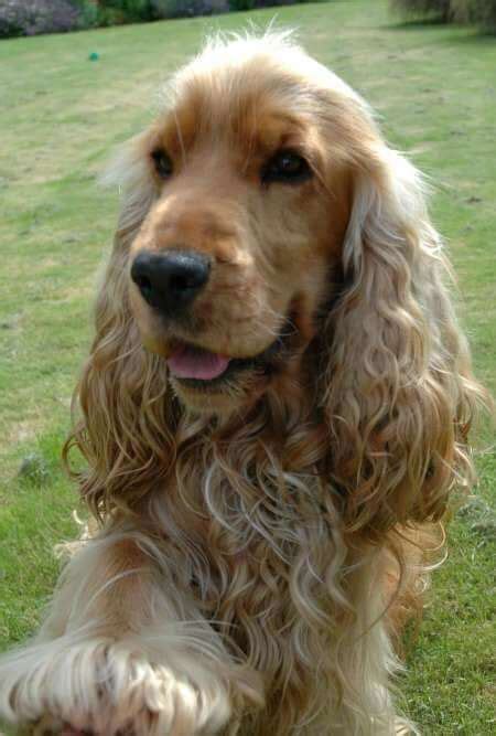 Golden Cocker Spaniels Are My Favourite. What's Yours?