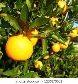 Orange Groves Florida Stock Photo 1236873631 | Shutterstock