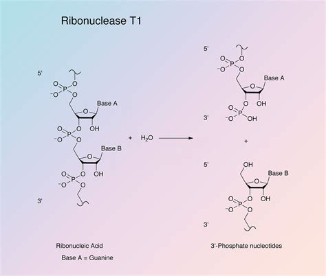 Ribonuclease T1 - Worthington Enzyme Manual | Worthington Biochemical