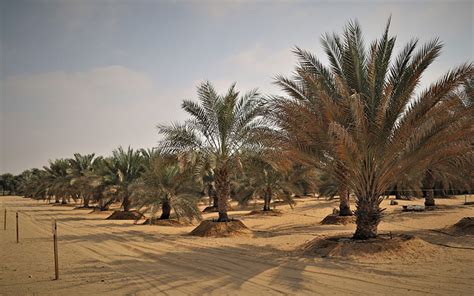 Long-Term Experiment on Evaluation of Elite Date Palm Varieties for Biotic and Abiotic Stress in ...