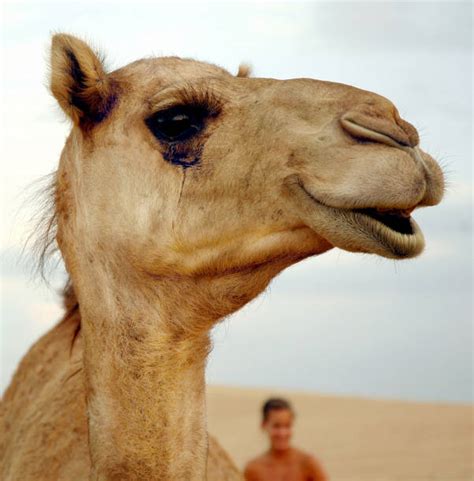 Camel Face Stock Photos, Pictures & Royalty-Free Images - iStock