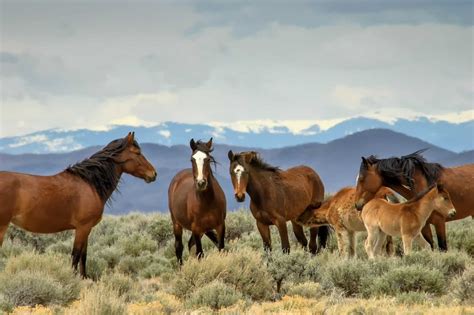 The Breathtaking Moment I Saw My First Wild Horse