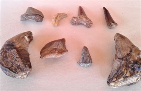 Dinosaur Teeth, Bone and More! Various Cretaceous Period Fossils