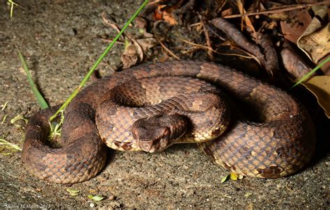 Princess habu - venomous snake | Japanese name: Hime habu " … | Flickr