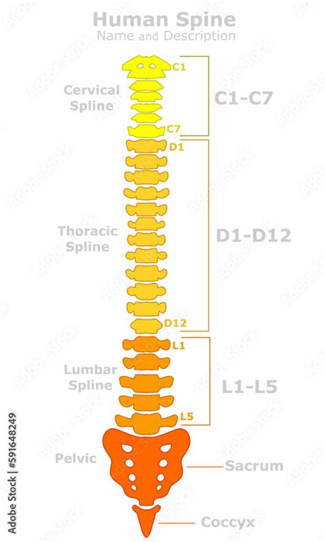 Human spine anatomy. Vertebral column structure. Parts names, description. cervical spline, C1 ...