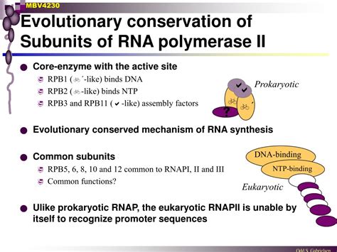 PPT - RNA polymerase II The central enzyme of gene expression PowerPoint Presentation - ID:9678443