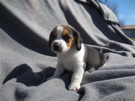 Available Pocket Beagle Puppies ~ For Sale - Pocket Beagles Mini Beagle Puppies