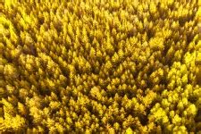 Aerial View Of Tree Tops Free Stock Photo - Public Domain Pictures