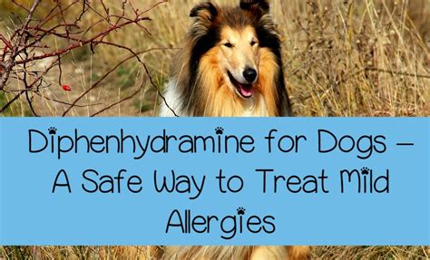 Diphenhydramine for Dogs - A Safe Way to Treat Mild Allergies - DogVills