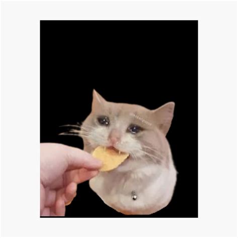 Crying Cat Chip Meme Crying Cat Meme Crying Cat Chip Meme, Cat Meme, Crying Cat, Crying Cat ...