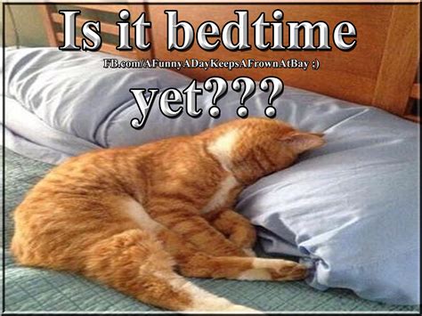 Is it bedtime yet??? | Kedi, Köpek