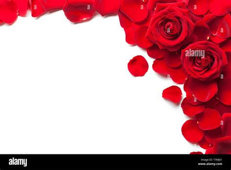 Red roses and rose petals isolated white background Stock Photo - Alamy