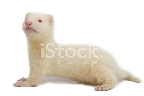 Albino Ferret Stock Photo | Royalty-Free | FreeImages