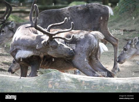 Large reindeer herd in the arctic hi-res stock photography and images ...