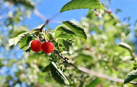 cherry picking in door county wisconsin - Shining on Design