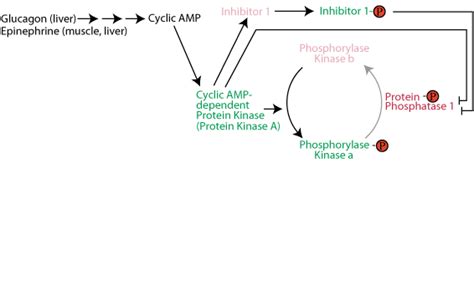 GLYCOGEN SYNTHESIS & DEGRADATION