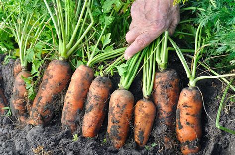 Harvesting Carrots - When Are They Ready? | Horticulture