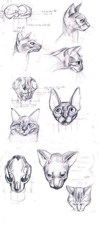 Cat Anatomy Head