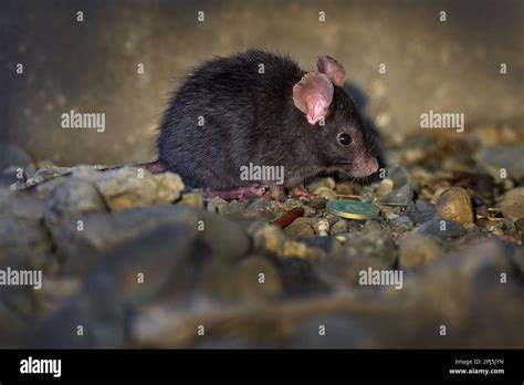 Black rat, Rattus rattus, wild mouse in the uban wildlife habitat ...