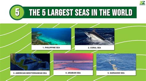 The 5 Largest Seas In The World - A-Z Animals