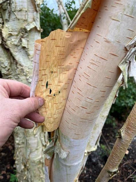 Paper bark birch tree – Gabi’s Garden